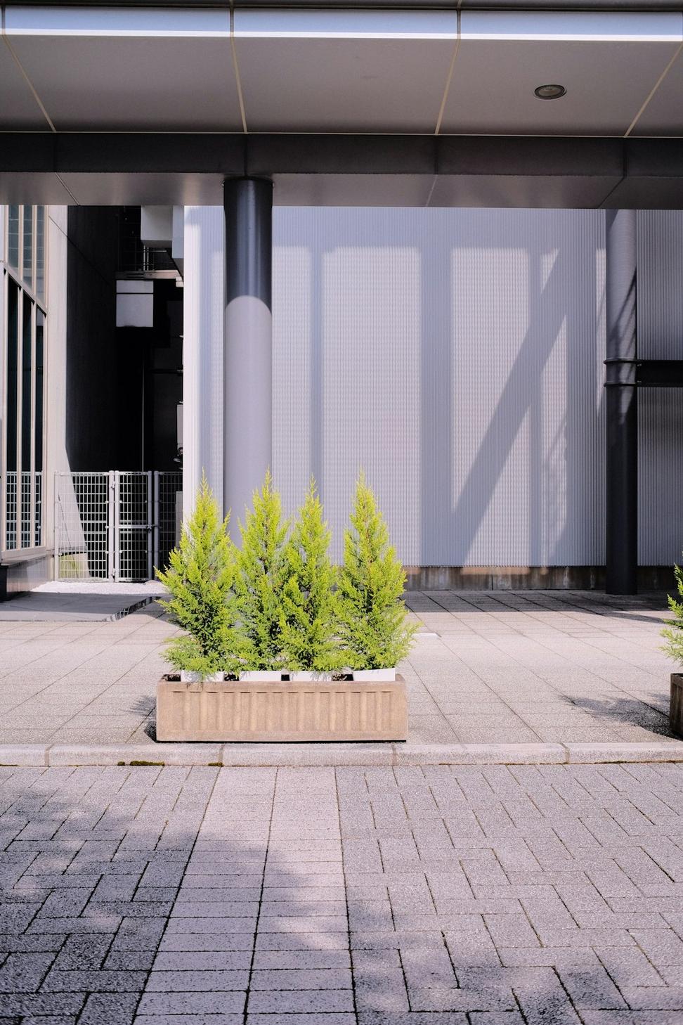 Green office workspace with plants